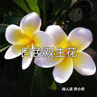 詩人涼 白色雙生花