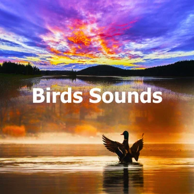 Rest &amp; Relax Nature Sounds Artists Birds Sounds