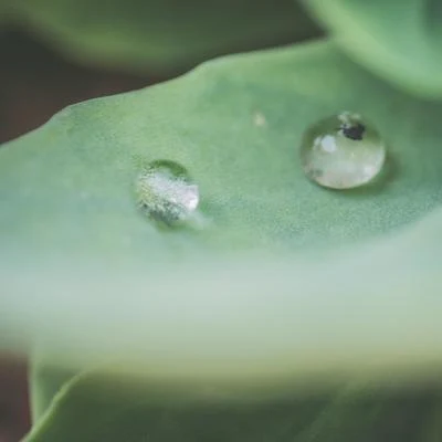 Masaje Relajante Masters/Dormir Mucho/Musica Relajante Piano Master Melodías De La Naturaleza Otoñol | Sonidos Tranquilos | Meditación Música Relajante