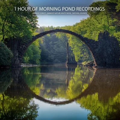 Ambient Nature White Noise/Ambient Forest/Natural Sounds 1 Hour of Morning Pond Recordings