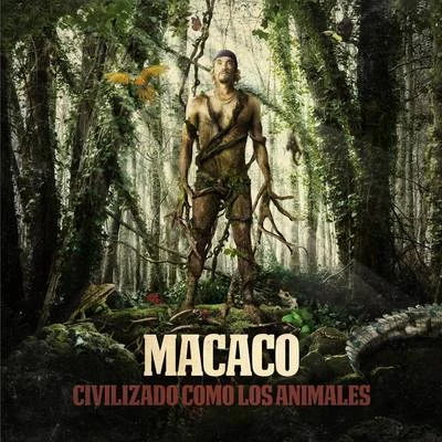 Macaco Civilizado Como Los Animales