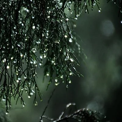 Ambient Music Therpy/Rainy Sounds/Nature Ambience Peaceful Recordings: Serene Rainy Morning