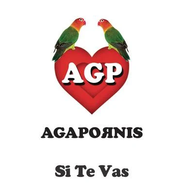 Agapornis Si Te Vas