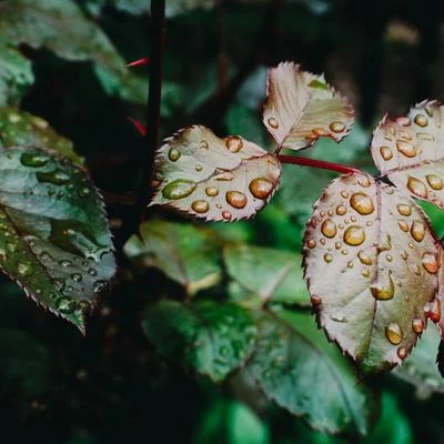 Nature Sounds for Sleep and Relaxation/Sounds Of Nature : Thunderstorm, Rain/Nature Sounds Nature Music Gentle Melodies | Rainforest Rainshower