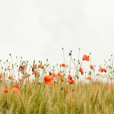 Sounds Of Nature : Thunderstorm, Rain/Meditation Rain Sounds/Sounds of Nature Noise Fall Tracks to Help You Fall Asleep