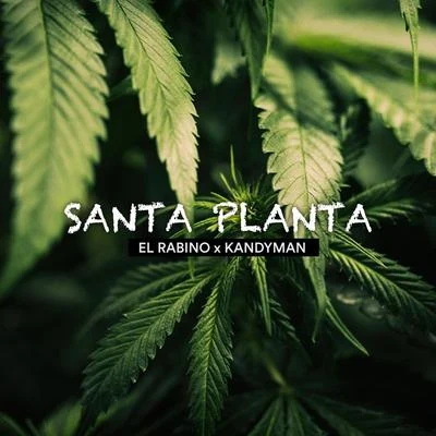 El Rabino/Kandyman Santa Planta