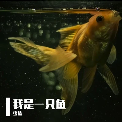 少恭 我是一隻魚