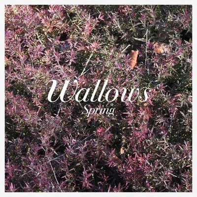 Wallows Spring EP