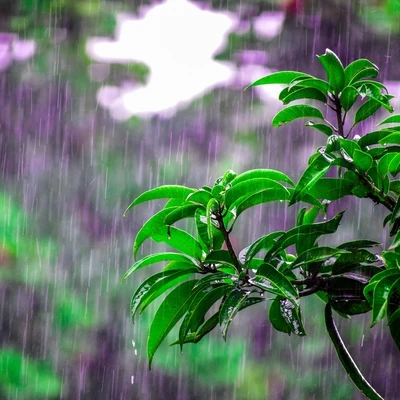 Tinnitus Aid/Heavy Rain Sounds/Fresh Water Sounds for Inner Peace The Calm Compilation: Zen Rain Recordings