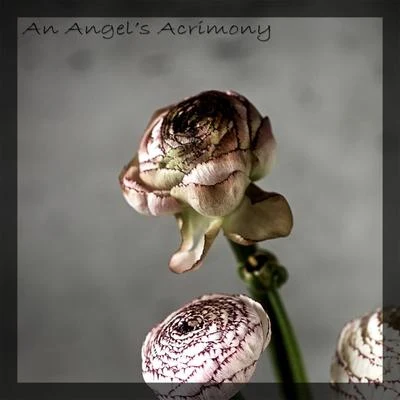 Animadrop An Angels Acrimony