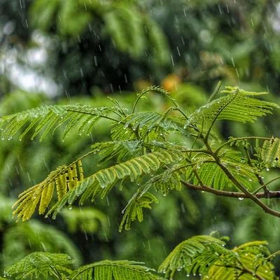 Nature Sounds for Sleep and Relaxation/Sounds Of Nature : Thunderstorm, Rain/Nature Sounds Nature Music Soothing Rain Loops | Natural Deep Sleep Dreaming