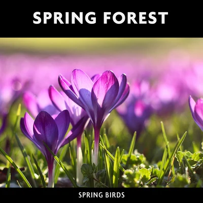 ASMR/Loopable Radiance/Nature & Sounds Backgrounds Spring Forest & Spring Birds