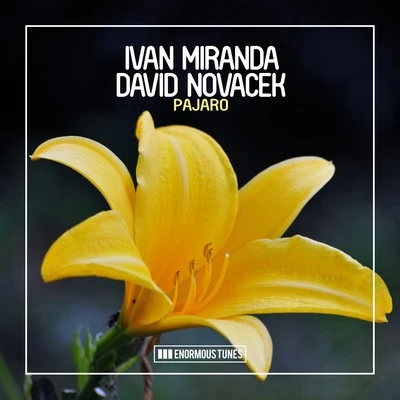 David Novacek/Ivan Miranda Pajaro