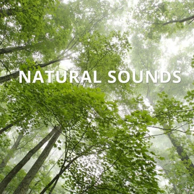 歌手 Natural Sounds