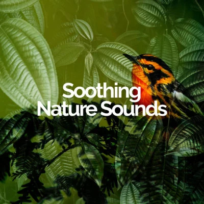 歌手 Soothing Nature SoundsMeditation and Stress Relief TherapyNaturaleza Relajacion