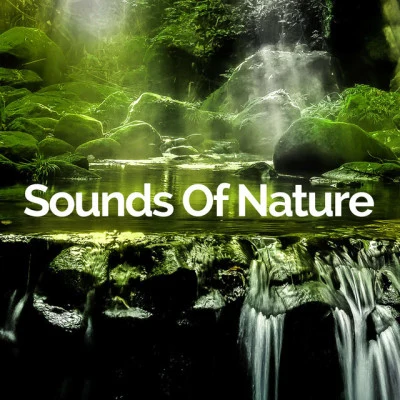 歌手 Sounds Of NatureCalming Music EnsembleSoothing Sounds