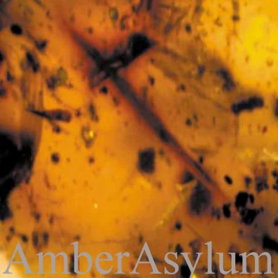 Amber Asylum Still Point