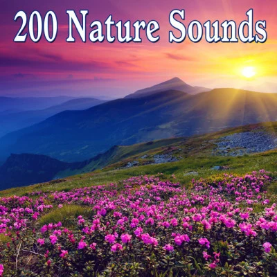 Dr. Meditation/Nature and Rain/Sleep Recording Sounds 25 Stunning Nature Sounds