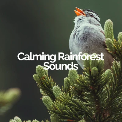 歌手 Calming Rainforest SoundsIts RainingThunderstorms and Rain Sounds