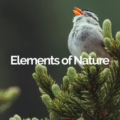 Elements of Nature Natural Rain Sounds from Around the World